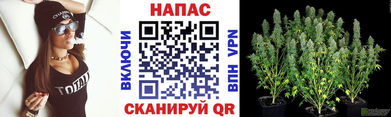 Конопля план  Калач-на-Дону 